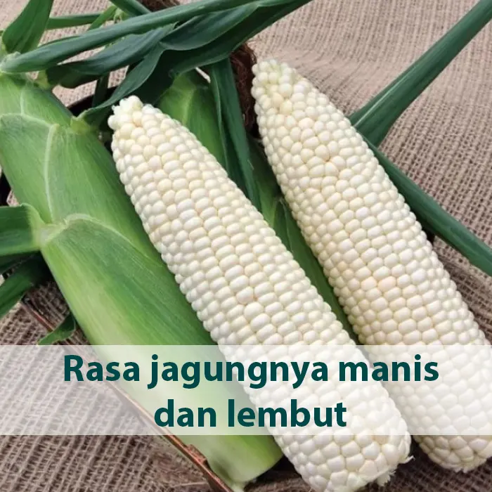 jagung pulut5