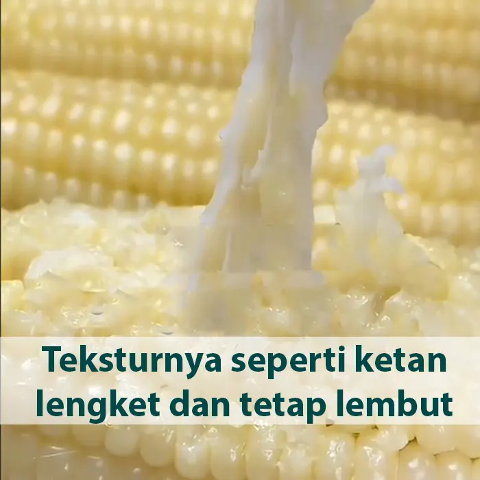 jagung pulut6