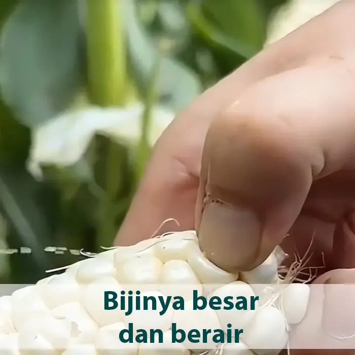 jagung pulut8