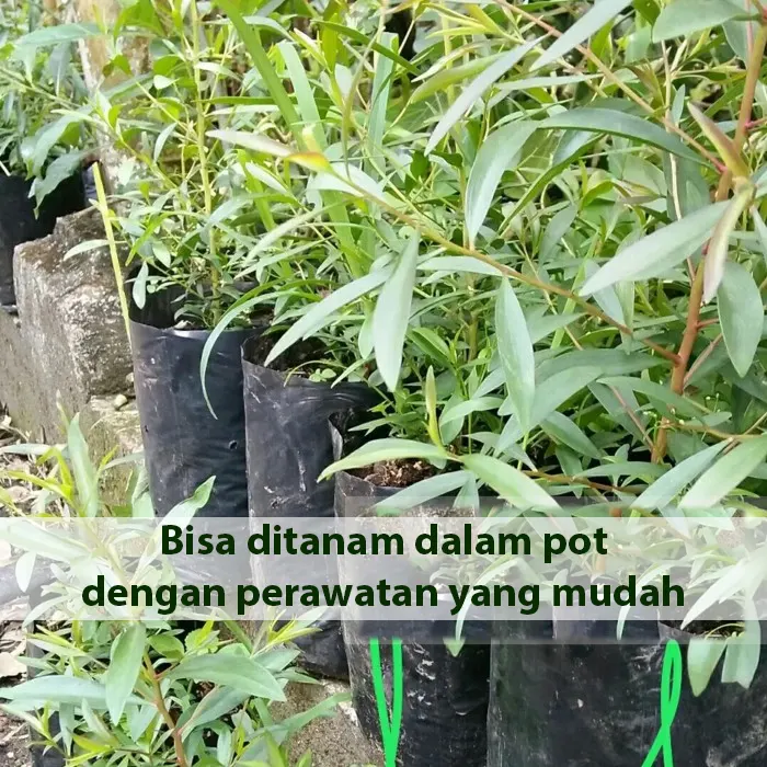 kayu putih2