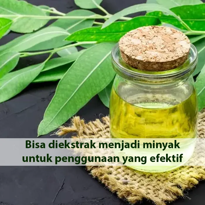 kayu putih3