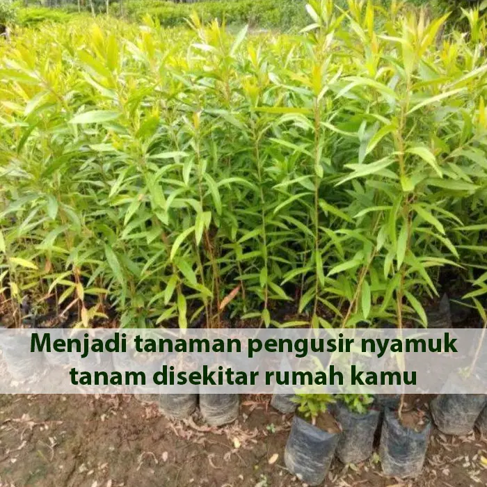 kayu putih4