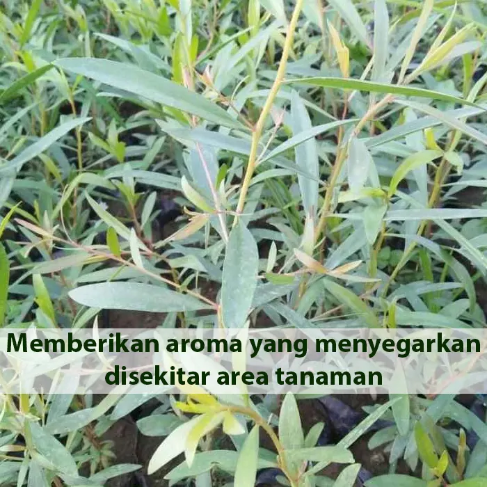 kayu putih5