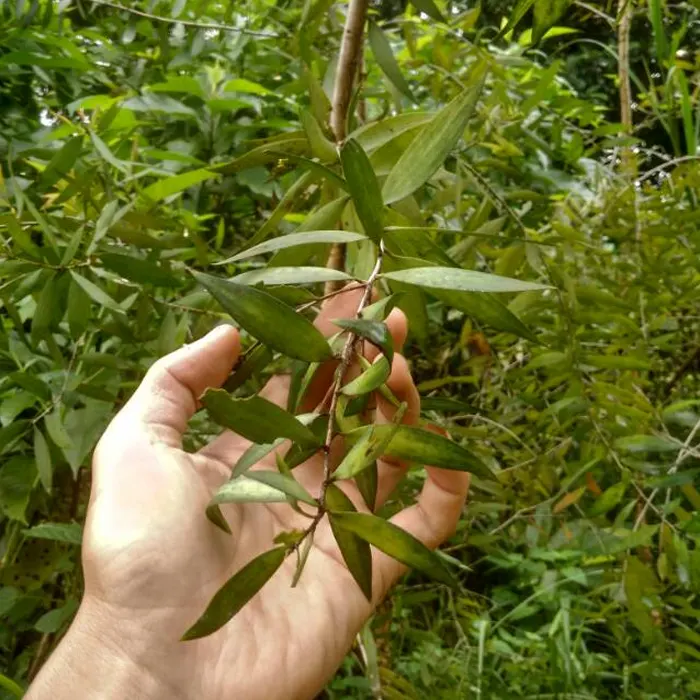 kayu putih7