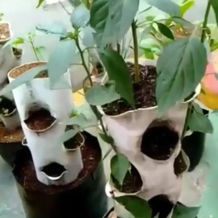plant urban tower