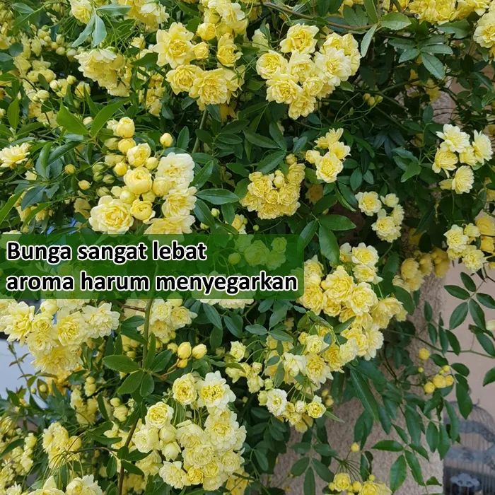 mawar kuning