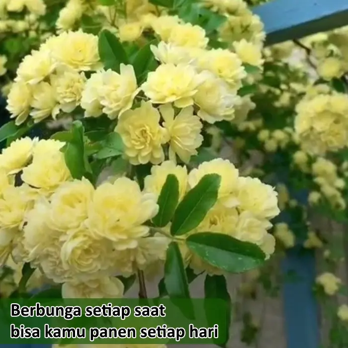 mawar kuning2