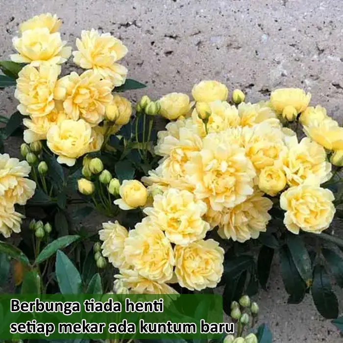 mawar kuning4
