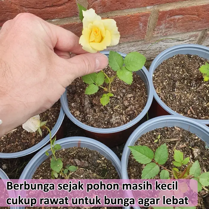 mawar kuning8