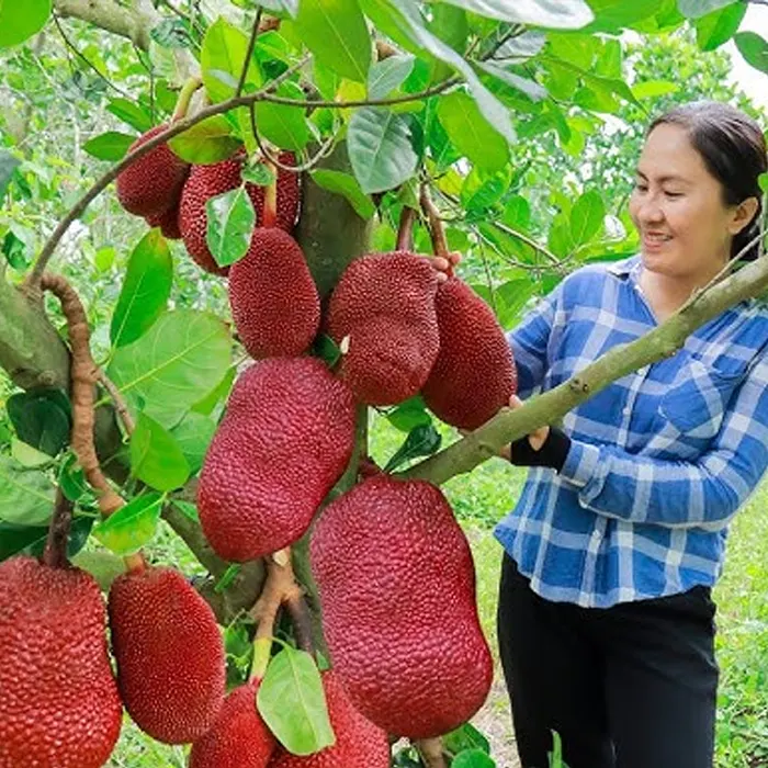 nangka kulit merah