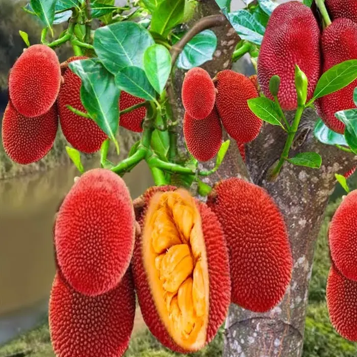 nangka kulit merah2
