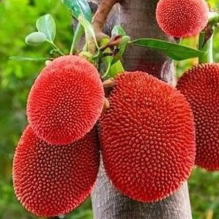 nangka kulit merah3