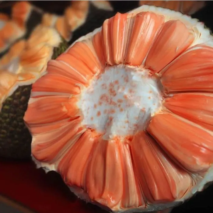 nangka kulit merah5
