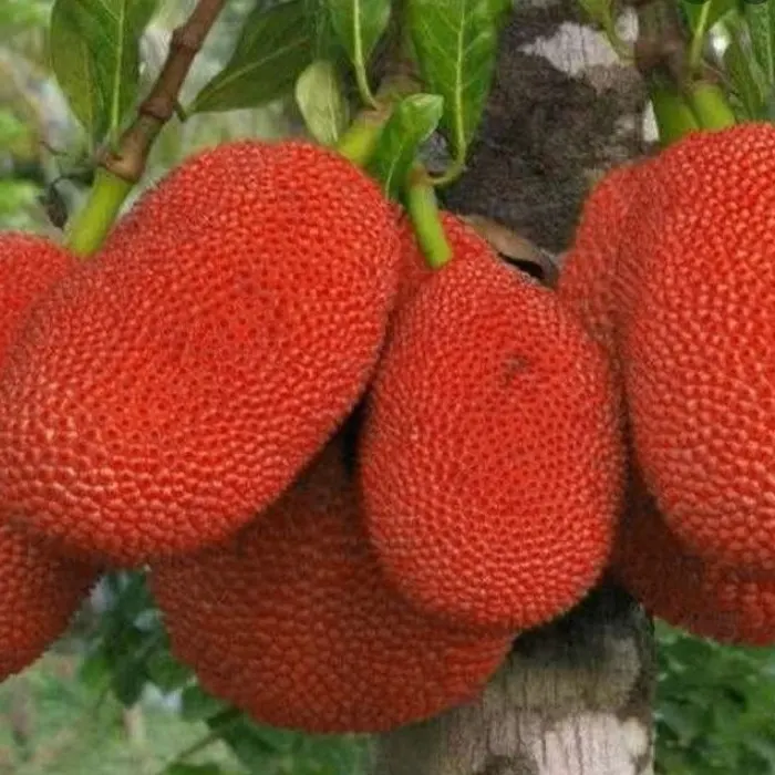 nangka kulit merah6