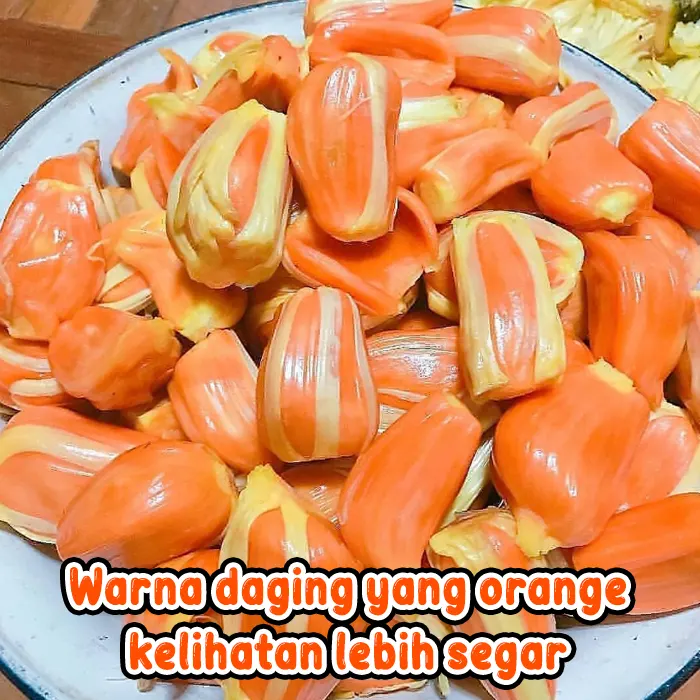 nangka merah4