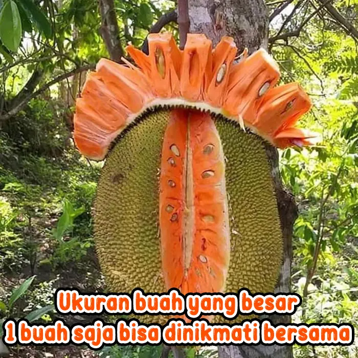 nangka merah5