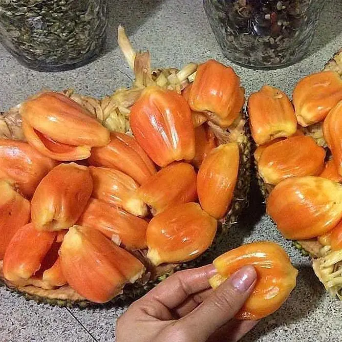 nangka merah6