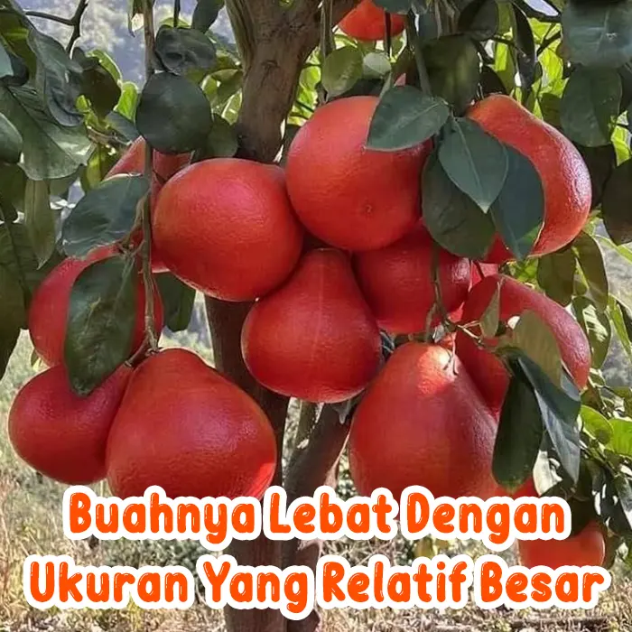 red pamelo
