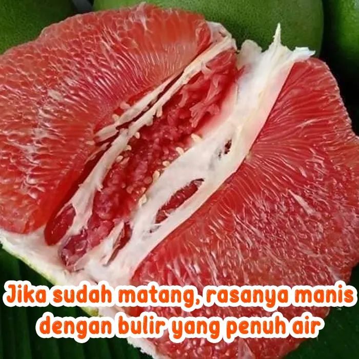 red pamelo3