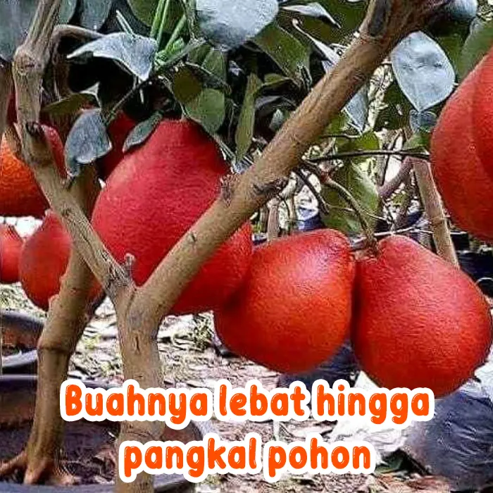 red pamelo4
