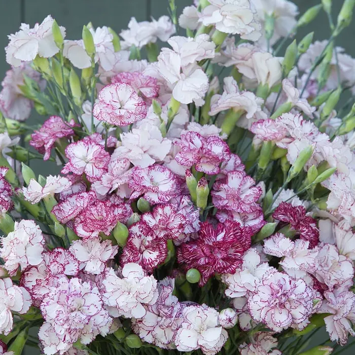 sweet william