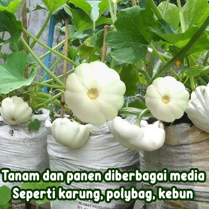 labu patty