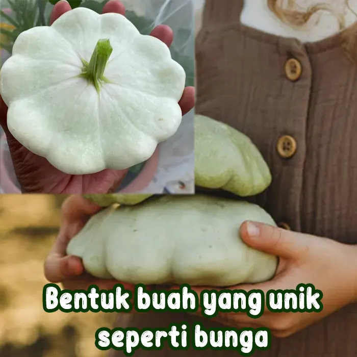 labu patty4