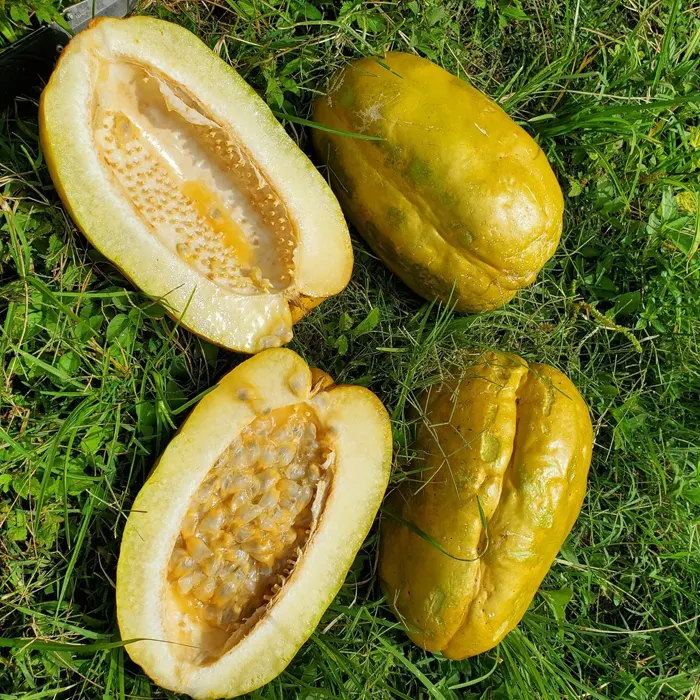 markisa jumbo5