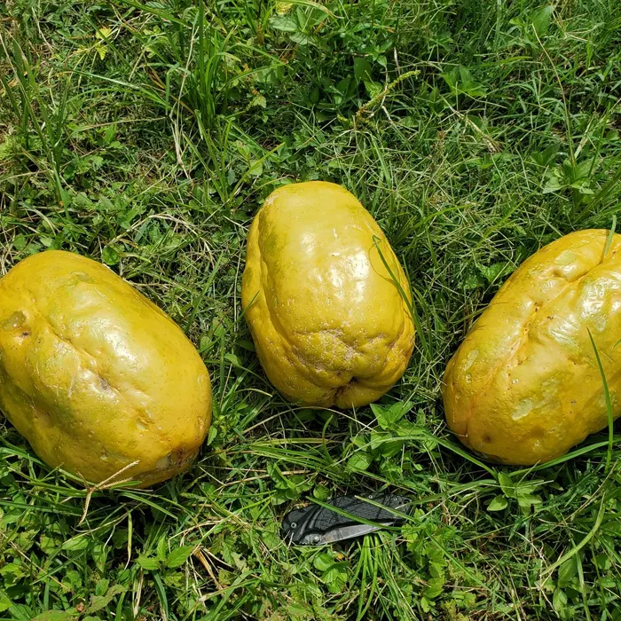 markisa jumbo6