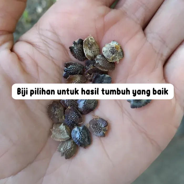 markisa jumbo8