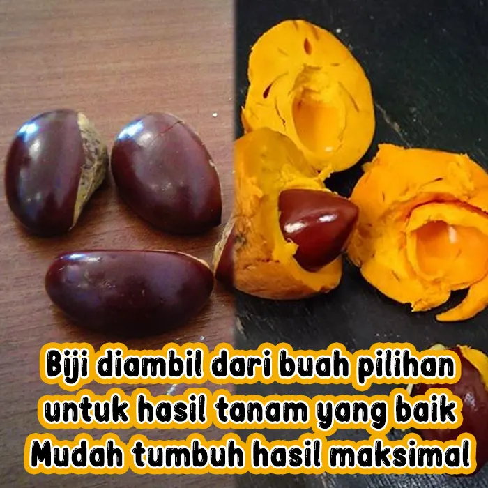 sawo6