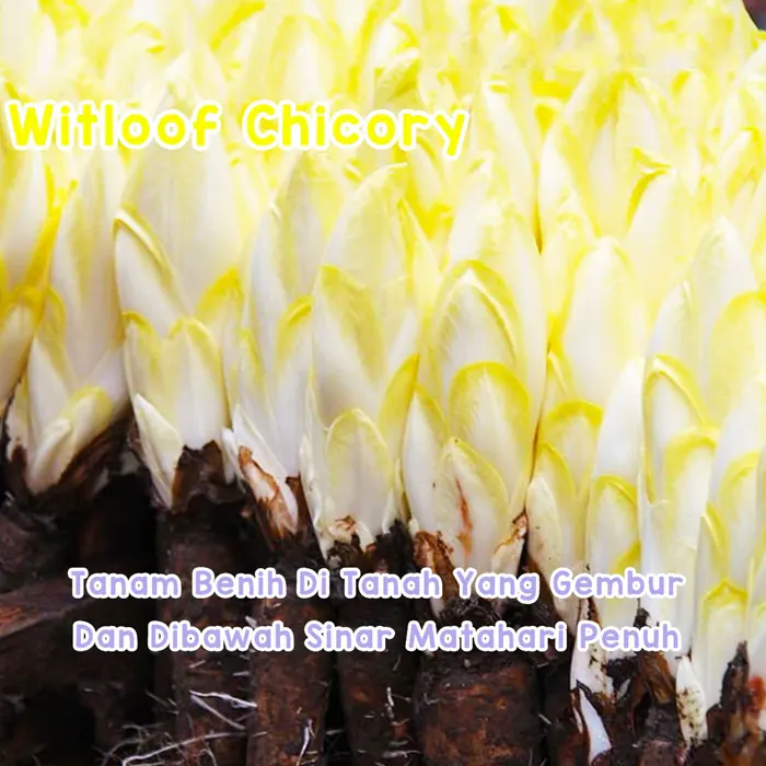 witloof2