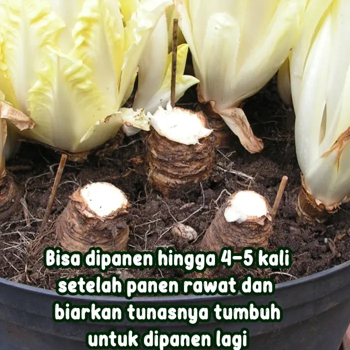 witloof3