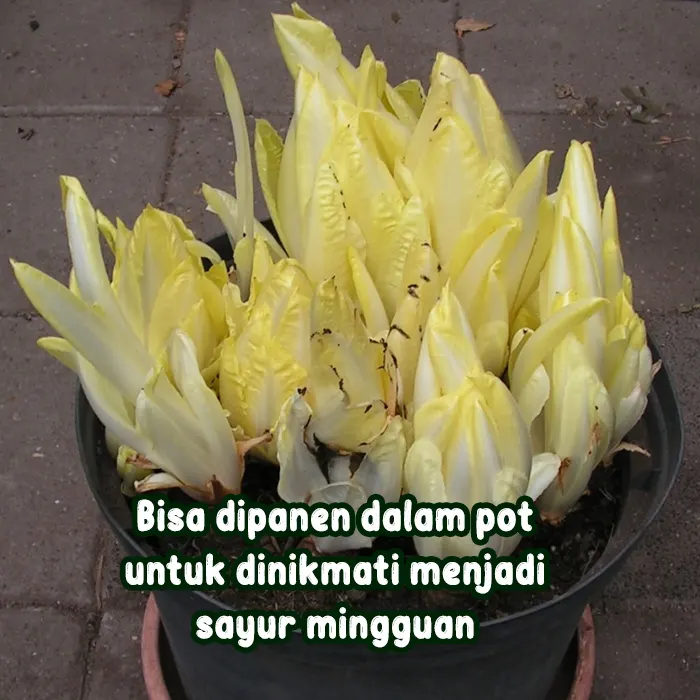 witloof4