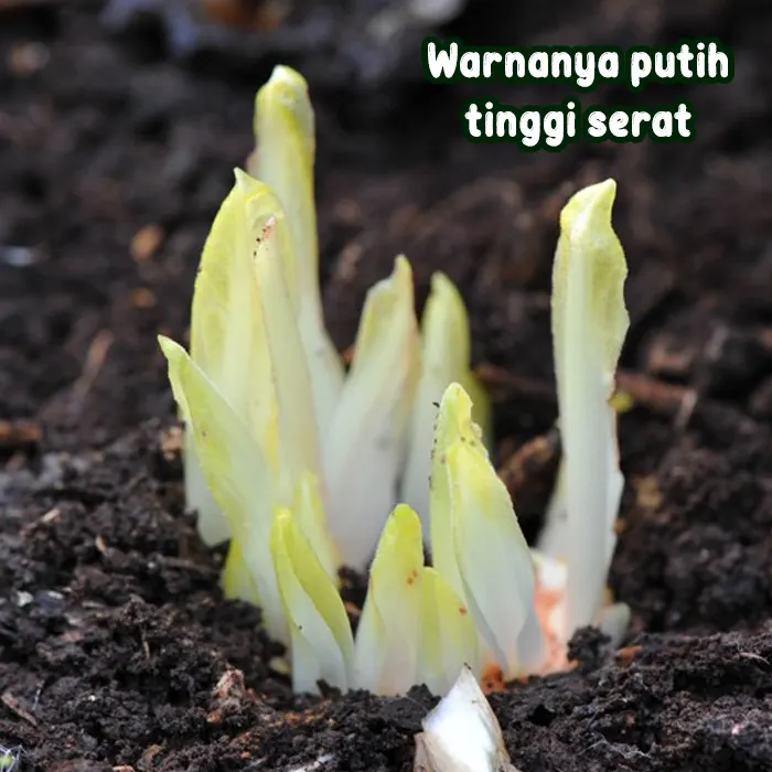 witloof5