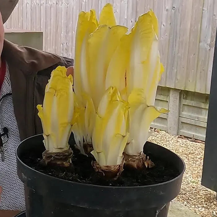 witloof7