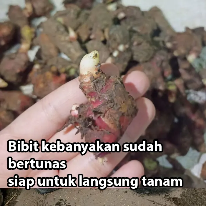 jahe merah2