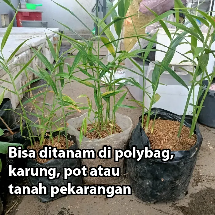 jahe merah3