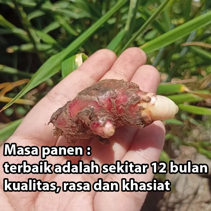 jahe merah4