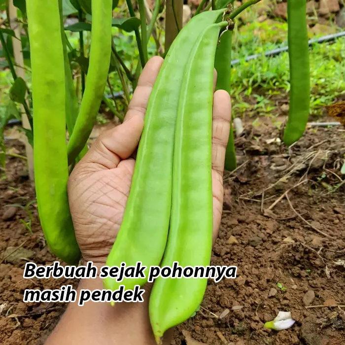 koro-pedang3.webp