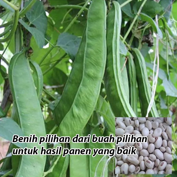 koro-pedang4.webp