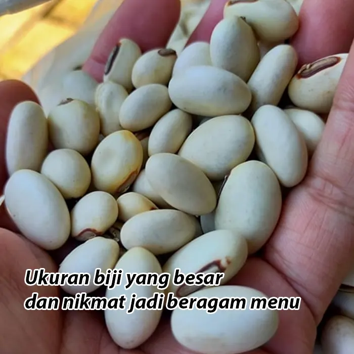 koro-pedang5.webp