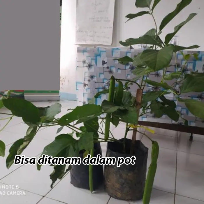 koro-pedang6.webp
