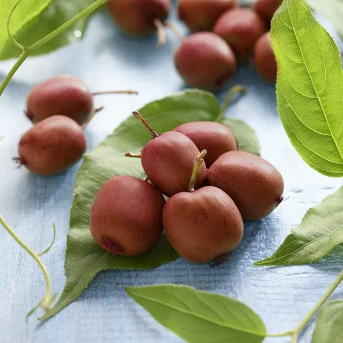 red kiwi2