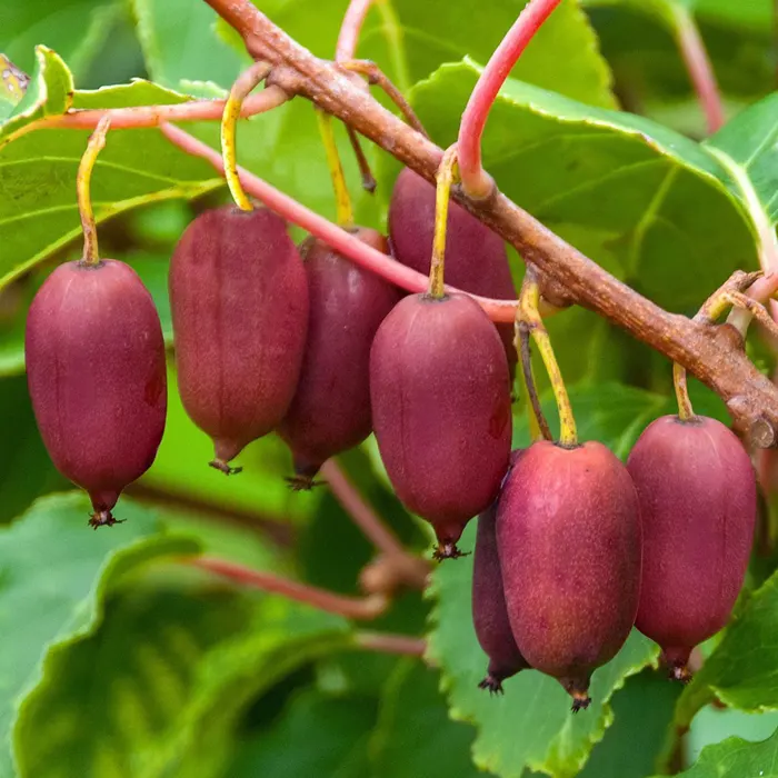 red kiwi4