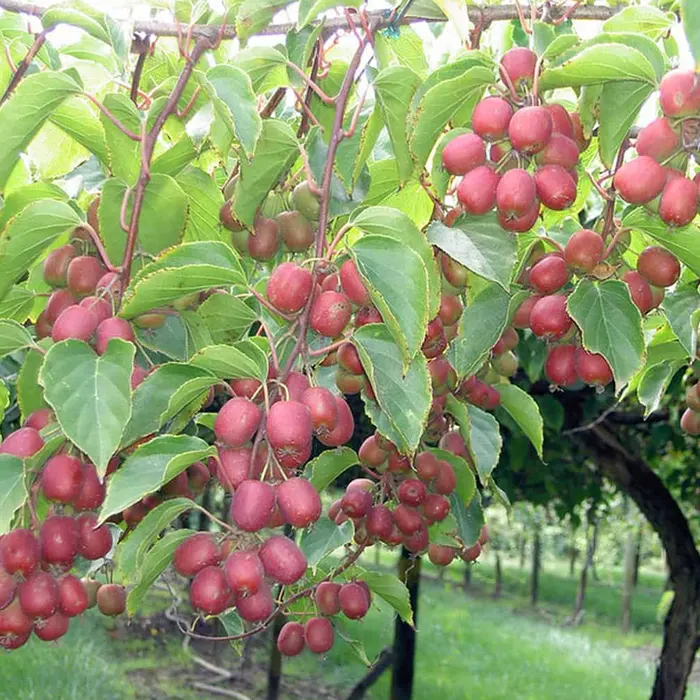 red kiwi6