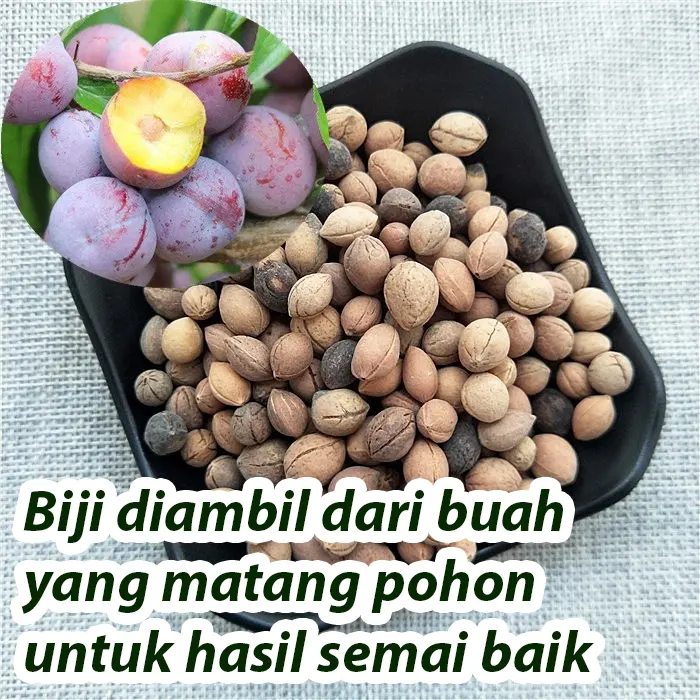 plum2