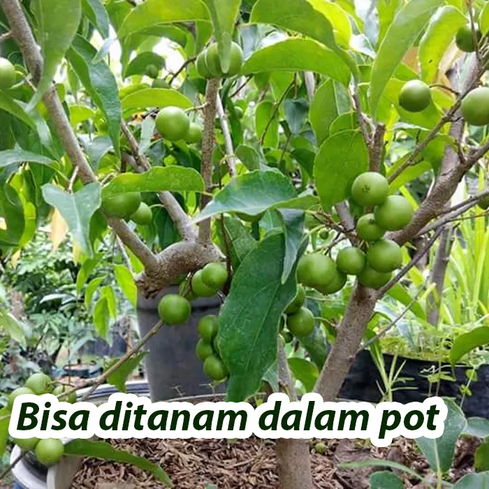 plum4