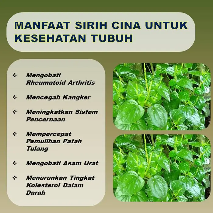 sirih cina2