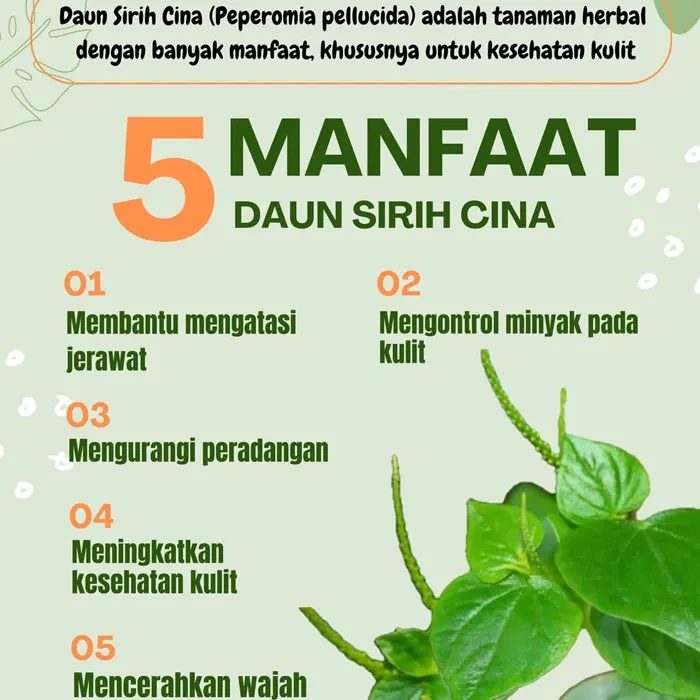 sirih cina3